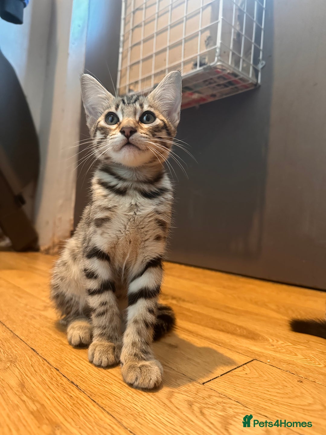 Savannah cats for sale: African bloodline, savanna kittens - Image 9