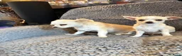 Chihuahua dogs for sale: 4 smooth coat apple head Chihuahua puppies - Advert 11