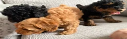 Schnoodle dogs for sale: **Ready to leave** Beautiful Schnoodle Pups  - Advert 3