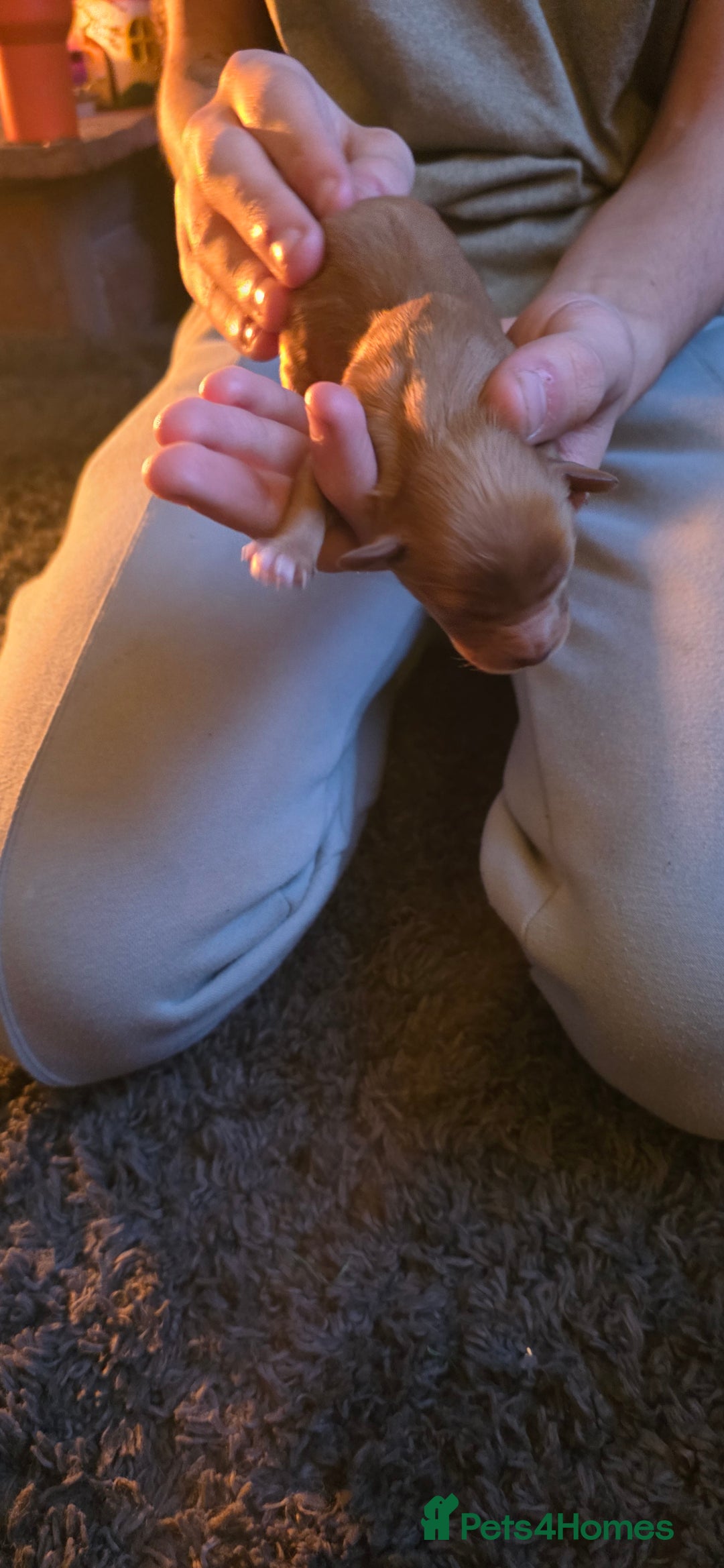 Cavapoo dogs for sale: Stunning miniature cavapoo - Advert 14