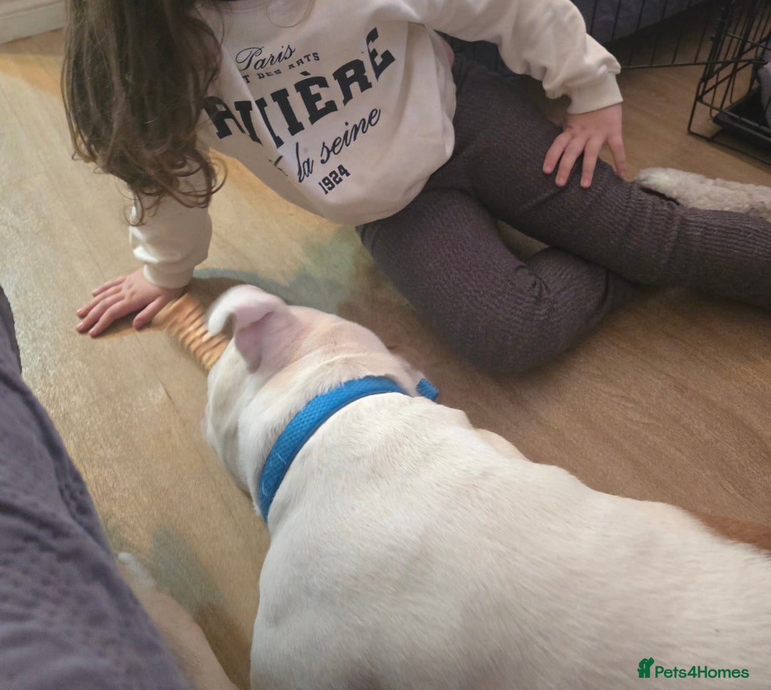 Mixed Breed dogs for sale: American staff - Advert 4