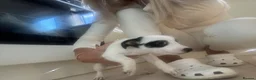 Jack Russell dogs for sale: Stunning litter of jackrussels  - Advert 12