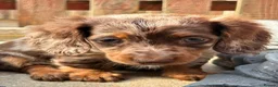 Miniature Dachshund dogs for sale: Miniature Dachshund Fluffy & Smooth  - Advert 4