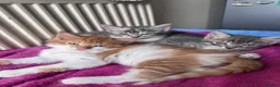 Mixed Breed cats for sale: Gorgeous ginger male kitten in Kilmarnock - Advert 1
