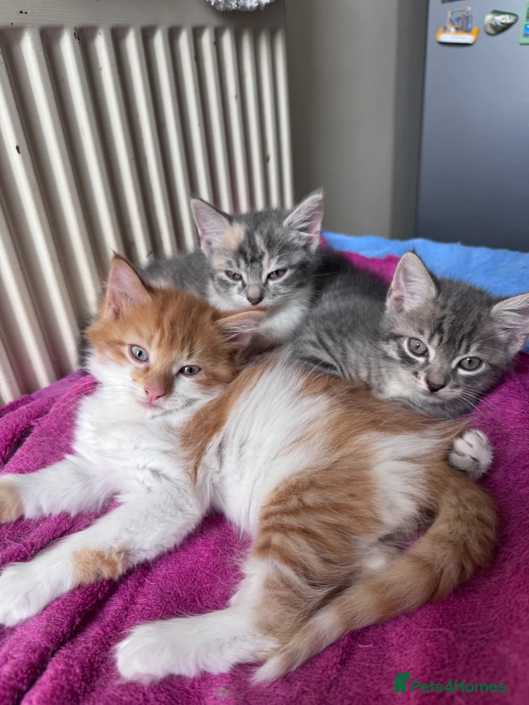 Mixed Breed cats for sale: Gorgeous ginger male kitten in Kilmarnock - Advert 1