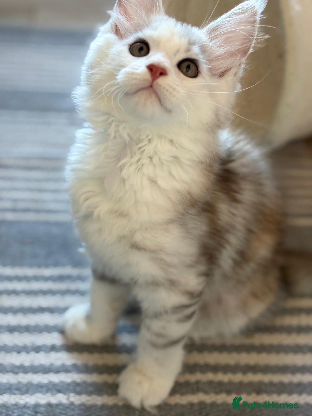 Maine Coon cats for sale: XL Maine Coon Kittens for Sale – TICA Reg - Advert 3