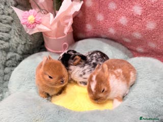 Netherland Dwarf rabbits Real Netherland Dwarf - Advert 12