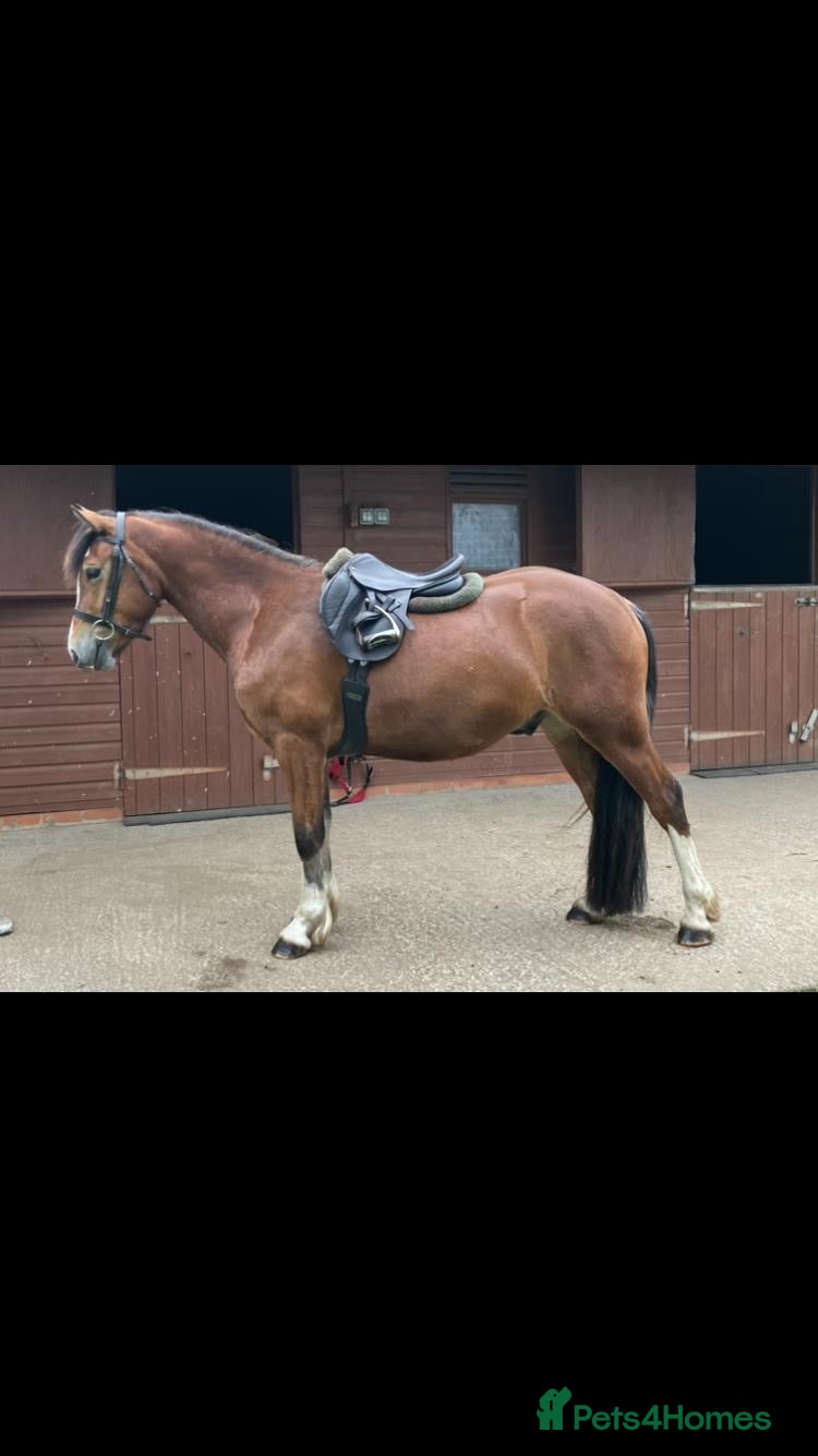 Welsh Section C horses Bene Welsh C 13.2 gelding  - Advert 1
