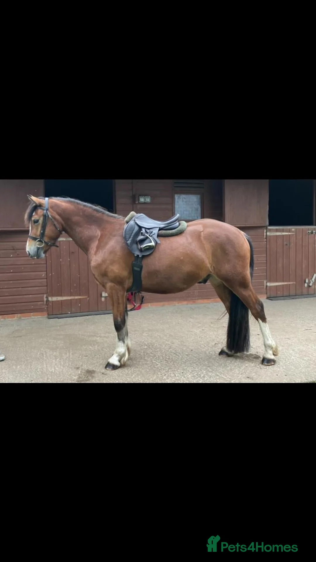 Welsh Section C horses for sale: Bene Welsh C 13.2 gelding  in Rotherham - Advert 1