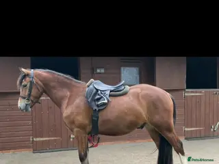 Welsh Section C horses Bene Welsh C 13.2 gelding - Advert 1