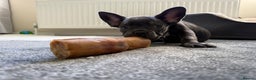 French Bulldog dogs for sale: Beautiful French Bulldog for sale  - Advert 5
