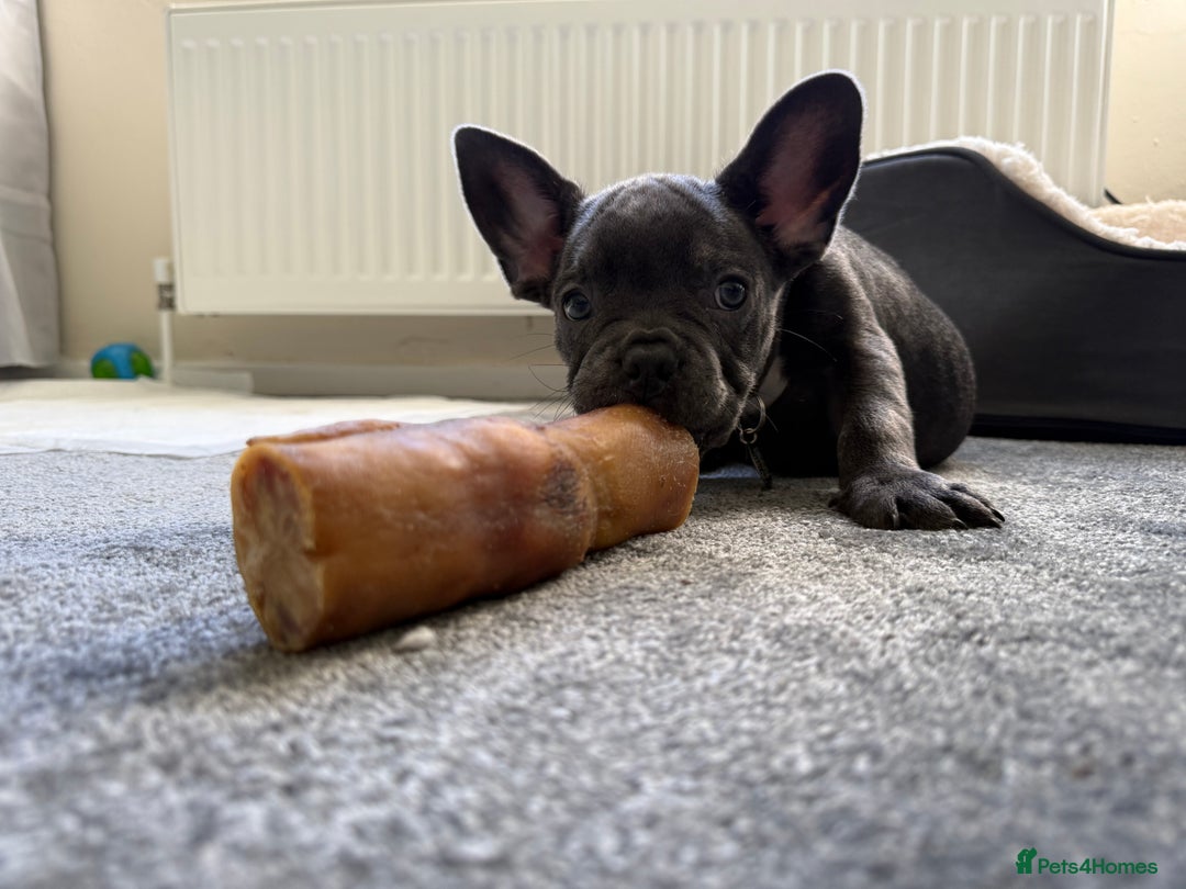 French Bulldog dogs for sale: Beautiful French Bulldog for sale  - Advert 5