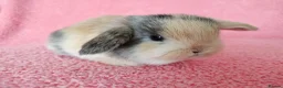 Mini Lop rabbits for sale: Baby mini lops for sale  - Advert 1