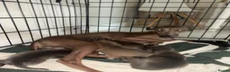 Italian Greyhound dogs for sale: Beautiful iggy pups for sale  in Bagshot - Advert 6