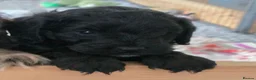 Cockapoo dogs for sale: Stunning health tested cockapoos - Advert 6