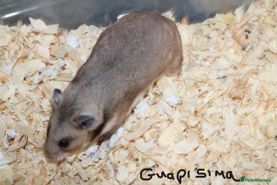 Hamster rodents for sale: Syrian Hamsters - various ages and cage - Image 13