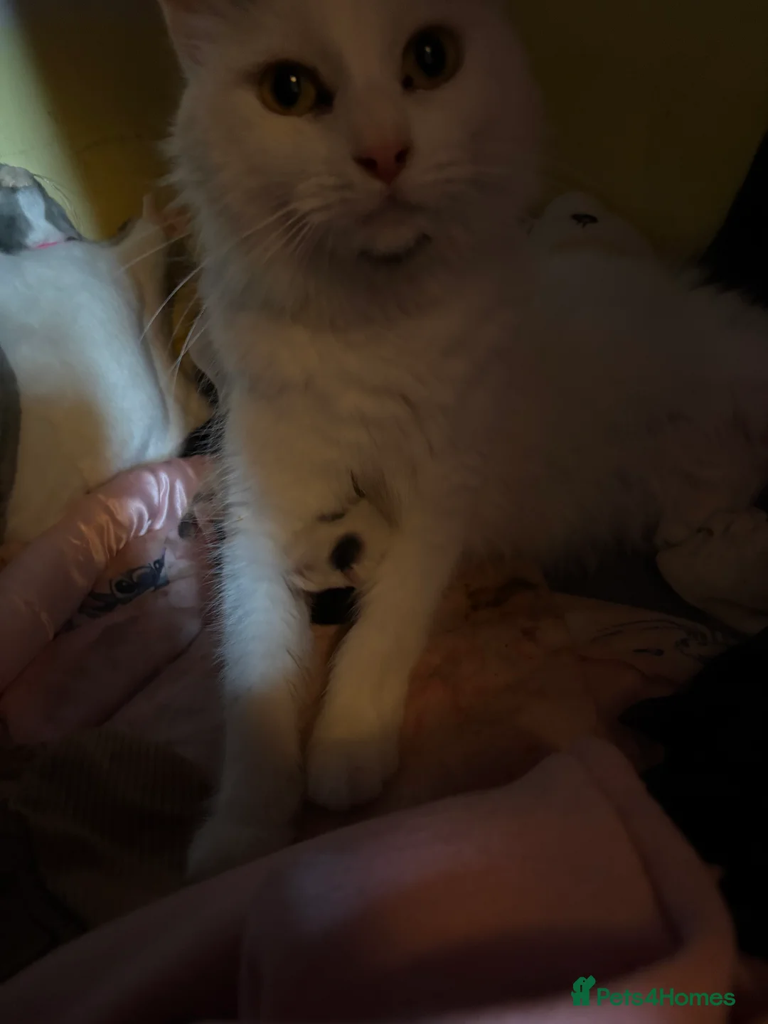 Mixed Breed cats for sale: 3 mixed mainecoon kittens ready for new home.  - Advert 2