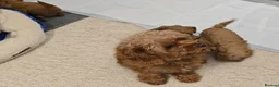 Cavapoo dogs for sale: 🐾 Beautiful Ruby Red F2B Toy Cavapoo Puppies 🐾 - Advert 15