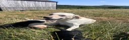 Labrador Retriever dogs for sale: KC Labrador puppies  - Advert 6