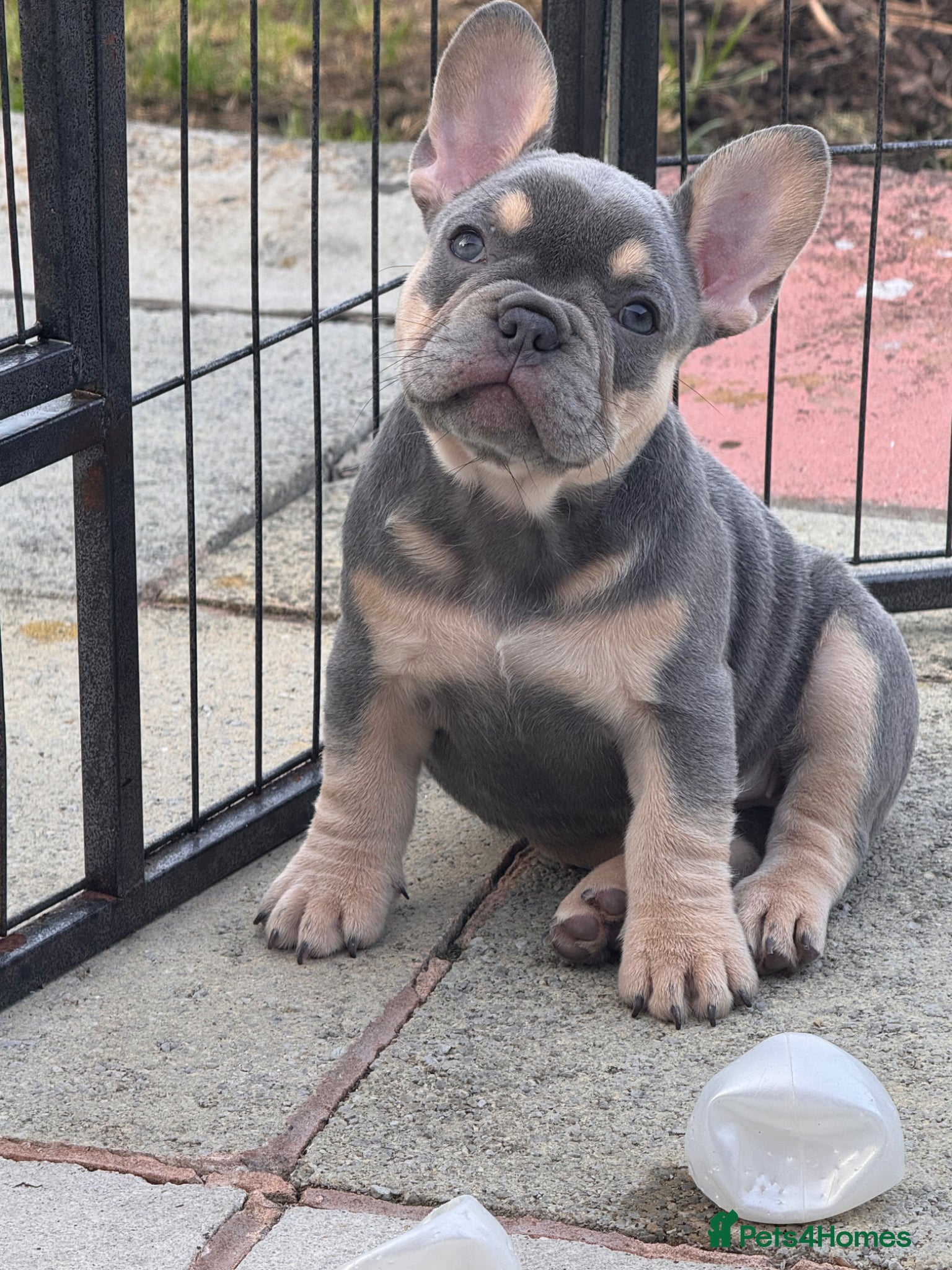 French Bulldog dogs Ready Now 🐶  KC Registered ! - Advert 7