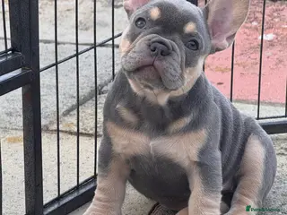 French Bulldog dogs Ready Now 🐶 KC Registered ! - Advert 7