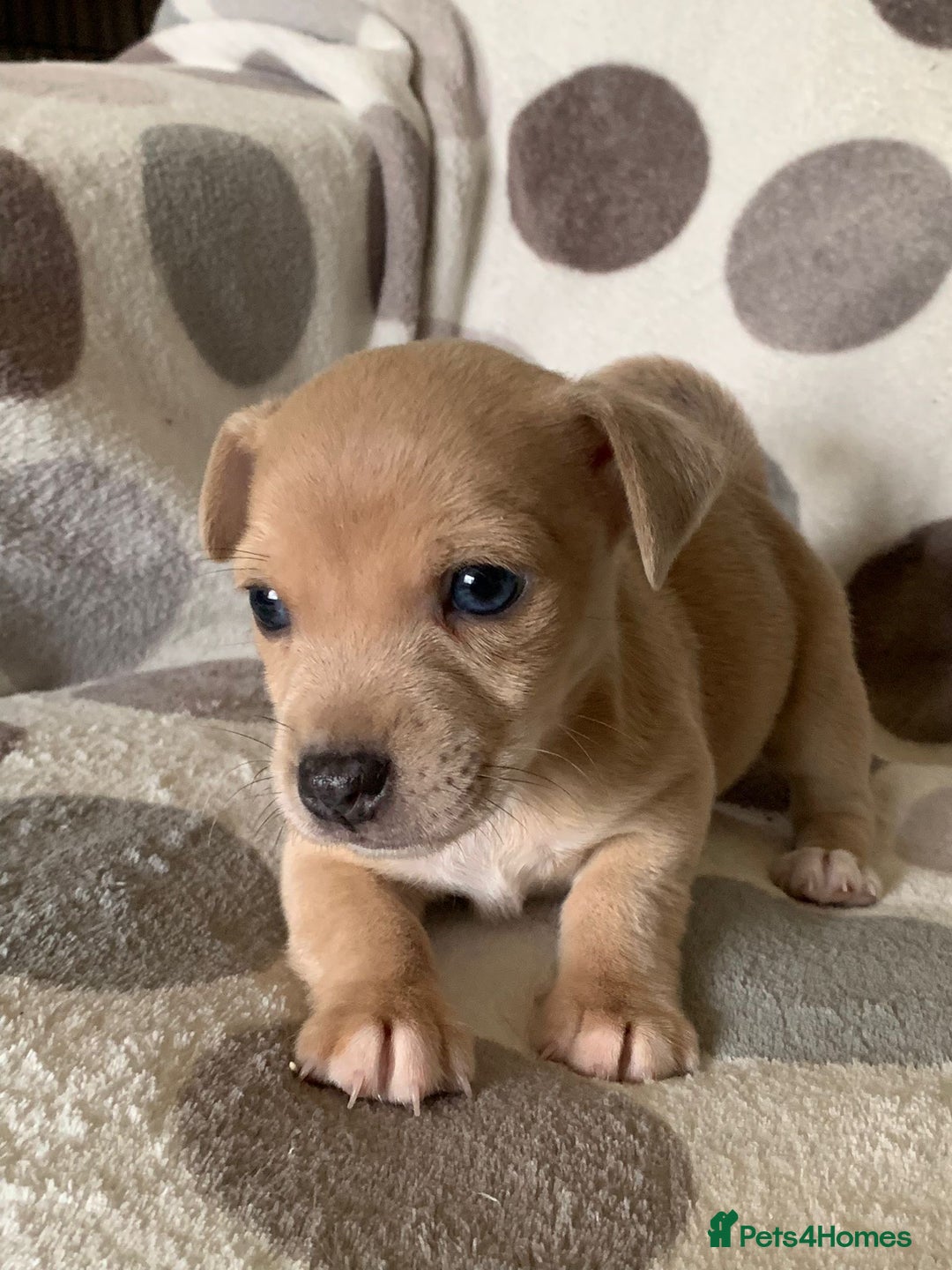 Jack Russell dogs for sale: Exceptional litter of male & female Jack RussellS - Advert 33