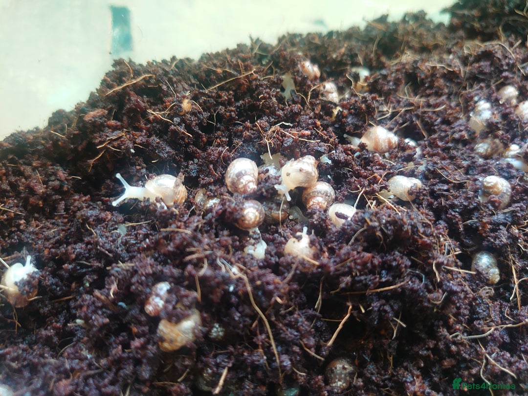 Snails invertebrates for sale: Baby Giant African Land Snails  - Image 12