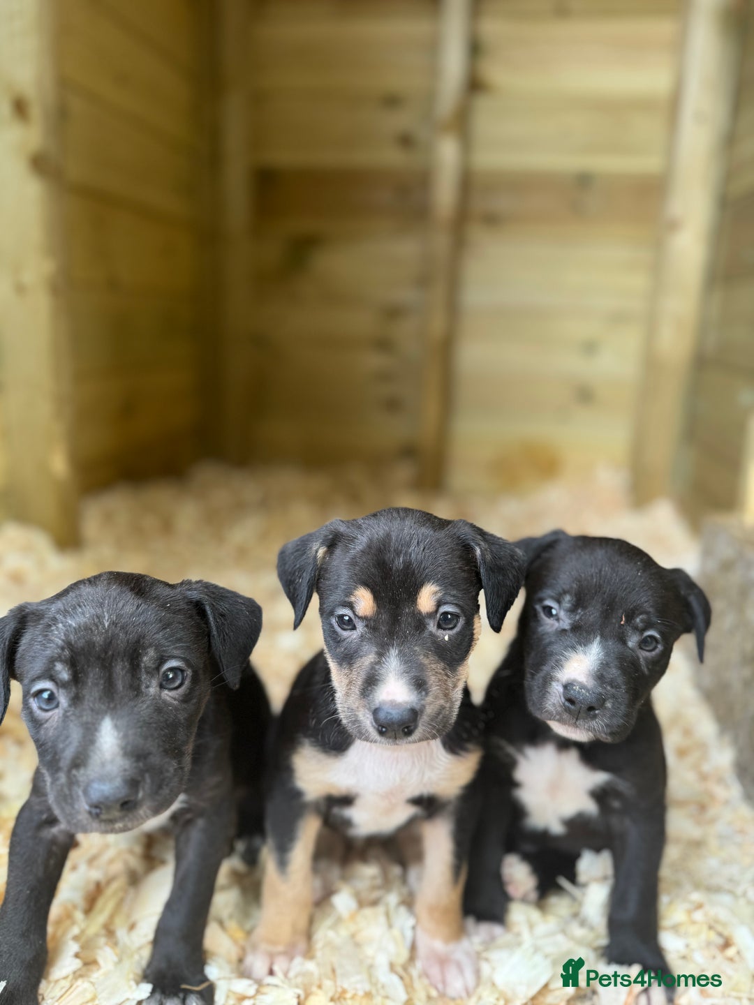Mixed Breed dogs for sale: BorderBullies - Image 9