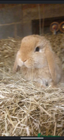 Mini Lop rabbits - Advert 5