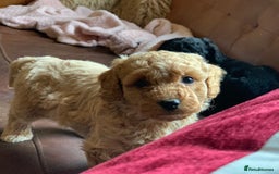 Cockapoo dogs for sale: Cute as Buttons! Cockapoo Puppies for Sale - Image 4