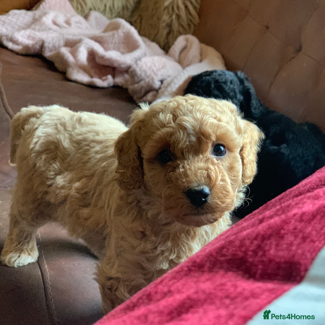 Cockapoo dogs for sale: Cute as Buttons! Cockapoo Puppies for Sale - Image 4