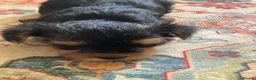 Yorkshire Terrier dogs for sale: Two beautiful yorkies boys  - Advert 9