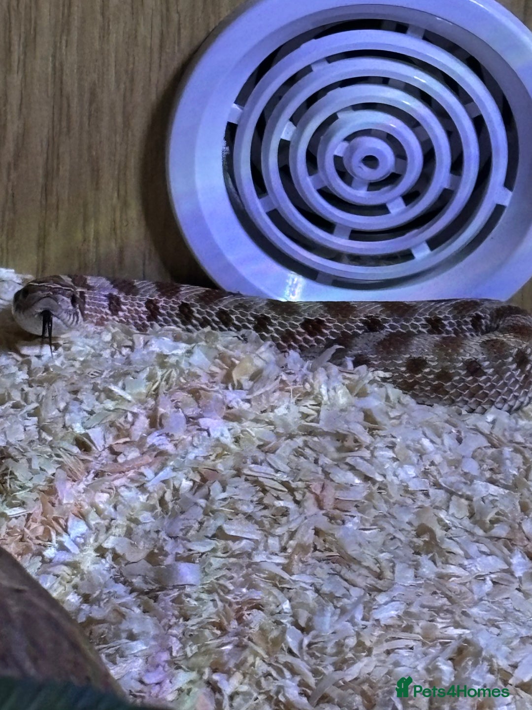 Mixed Breed reptiles for sale: Hognose snake baby and set up  - Advert 2