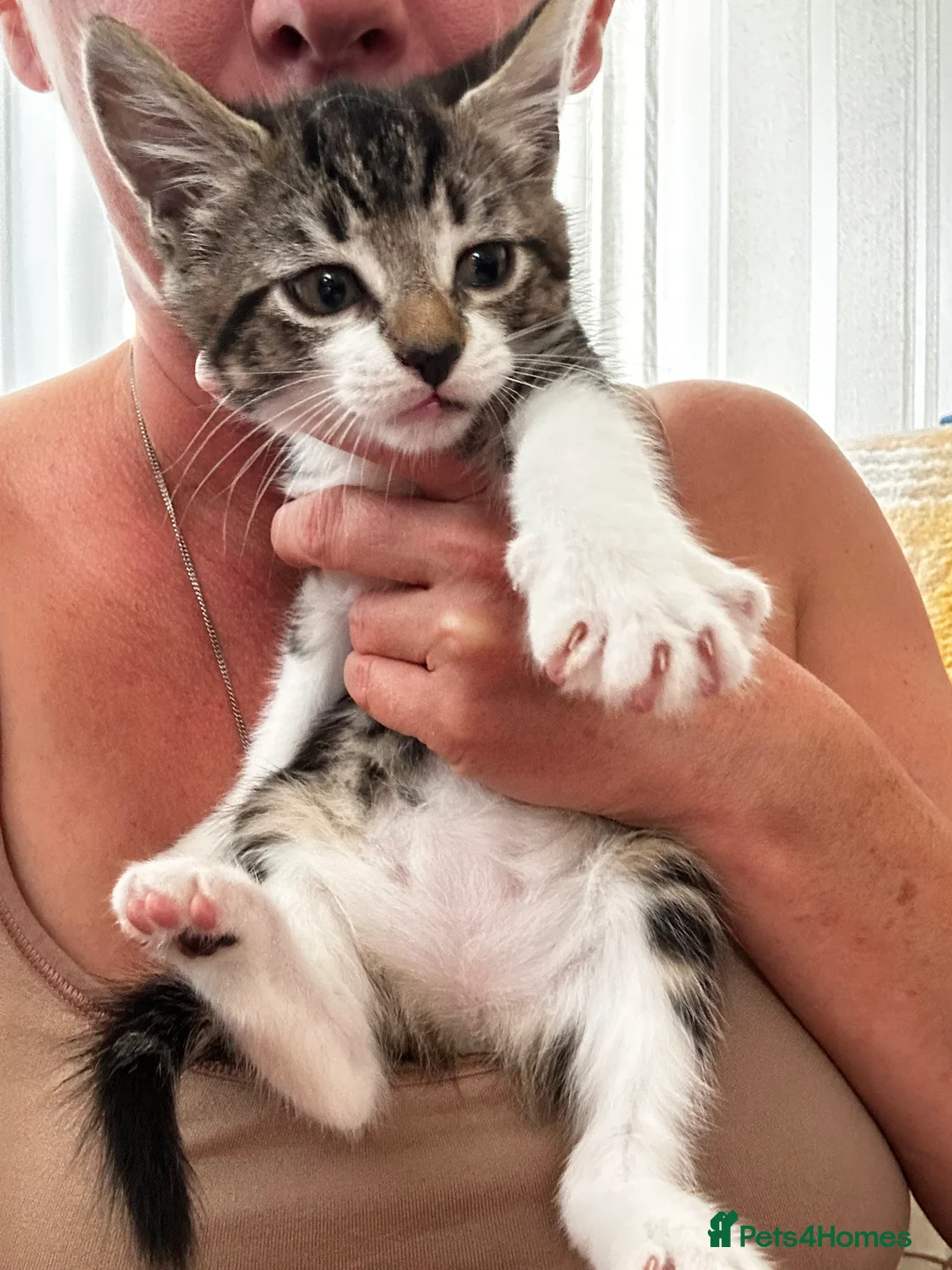 Mixed Breed cats for sale: Healthy and playful kittens for good homes in Chichester - Advert 2