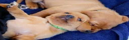 Labrador Retriever dogs for sale: Stunning chunky fox red & black labrador pups - Advert 16