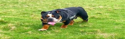 English Bulldog dogs for sale: Two English bulldogs  - Advert 8