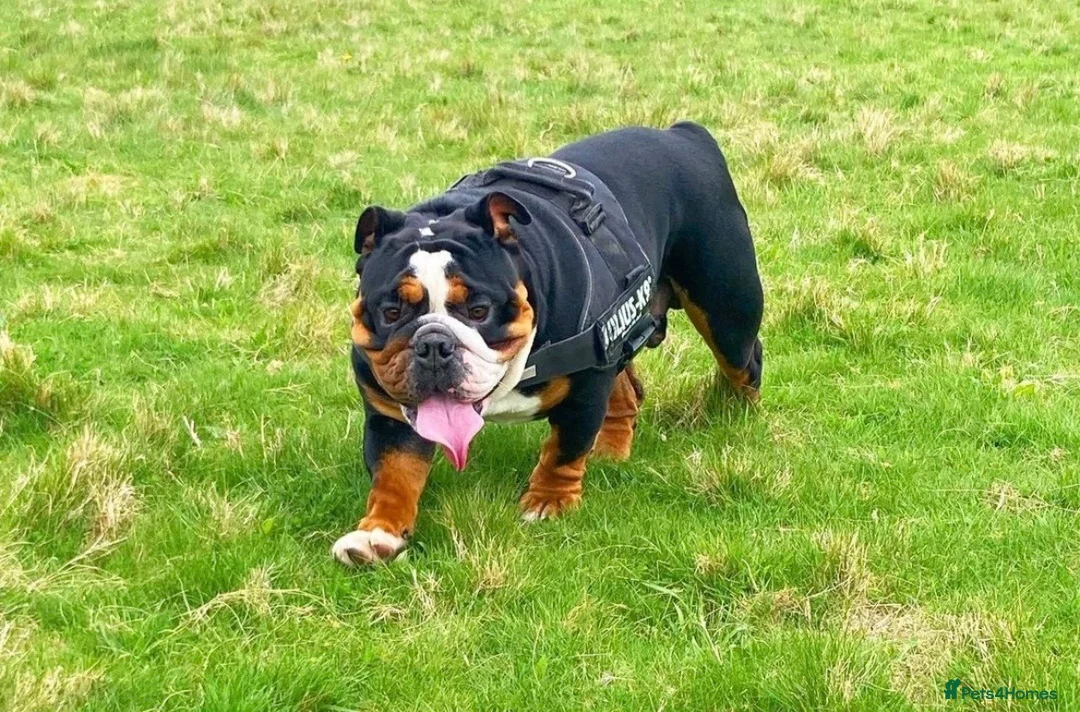 English Bulldog dogs for sale: Two English bulldogs  - Advert 8