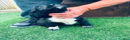 Sprocker dogs for sale: 4 Male Sprocker Spaniel  - Advert 6
