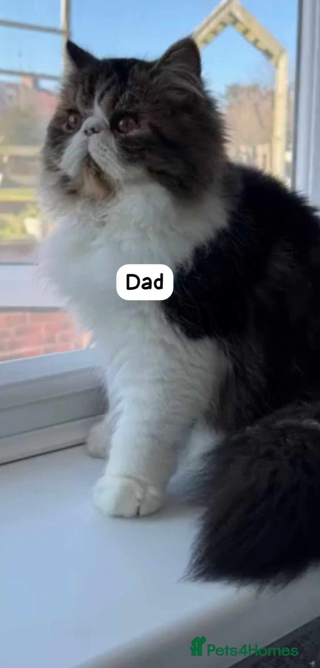 Persian cats for sale: 🌟 Stunning Pure Persian Kittens –  **   - Advert 8