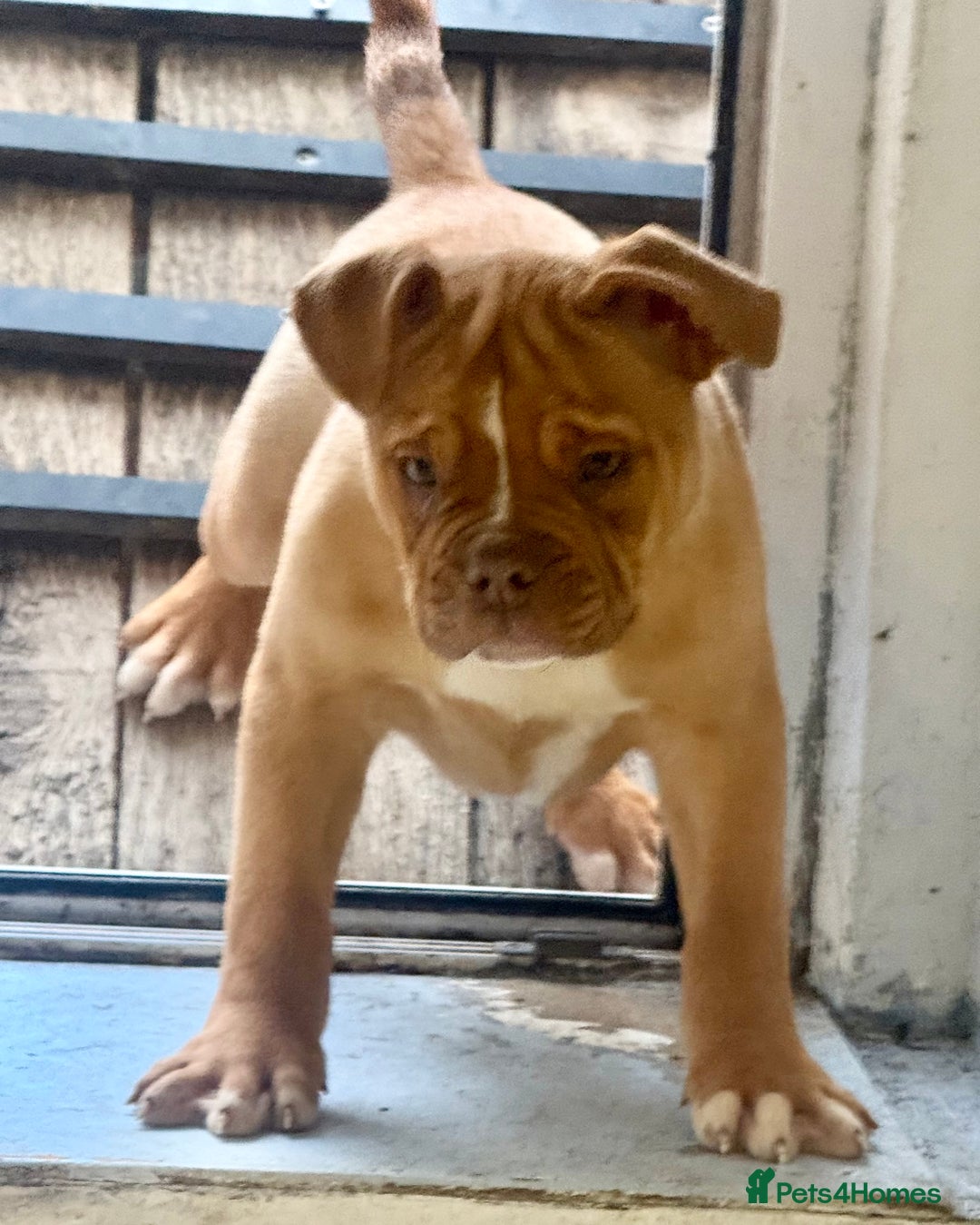 Alapaha Blue Blood Bulldog dogs for sale: ALAPAHA BLUE BLOOD BULLDOGS  - Advert 1