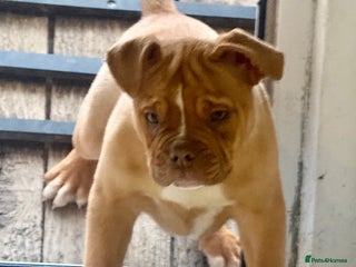 Alapaha Blue Blood Bulldog dogs ALAPAHA BLUE BLOOD BULLDOGS - Advert 4