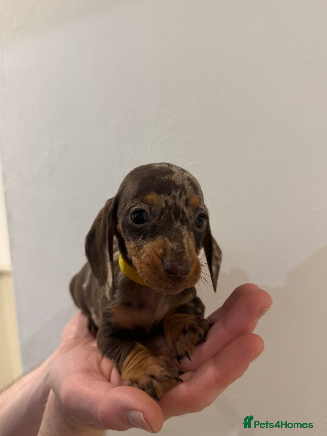 Miniature Dachshund dogs for sale: KC registered miniature dachshunds - Advert 8