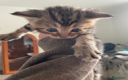 Bengal cats for sale: 9 BENGAL RAGDOLL X KITTENS - Image 17