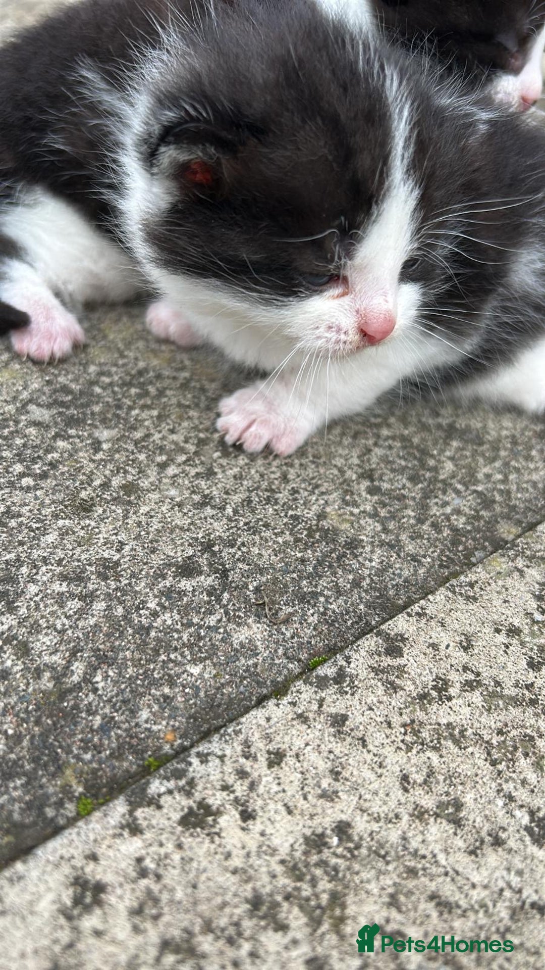 Domestic Shorthair cats for sale: Two 8 week old kittens - Advert 7