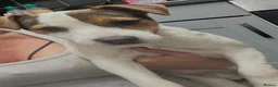 Jack Russell dogs for sale: Beautiful Milo looking for a forever home - Advert 8