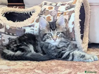 Maine Coon cats 🐾XXL Pedigree Maine Coon Kittens 1 Boy Available - Advert 3