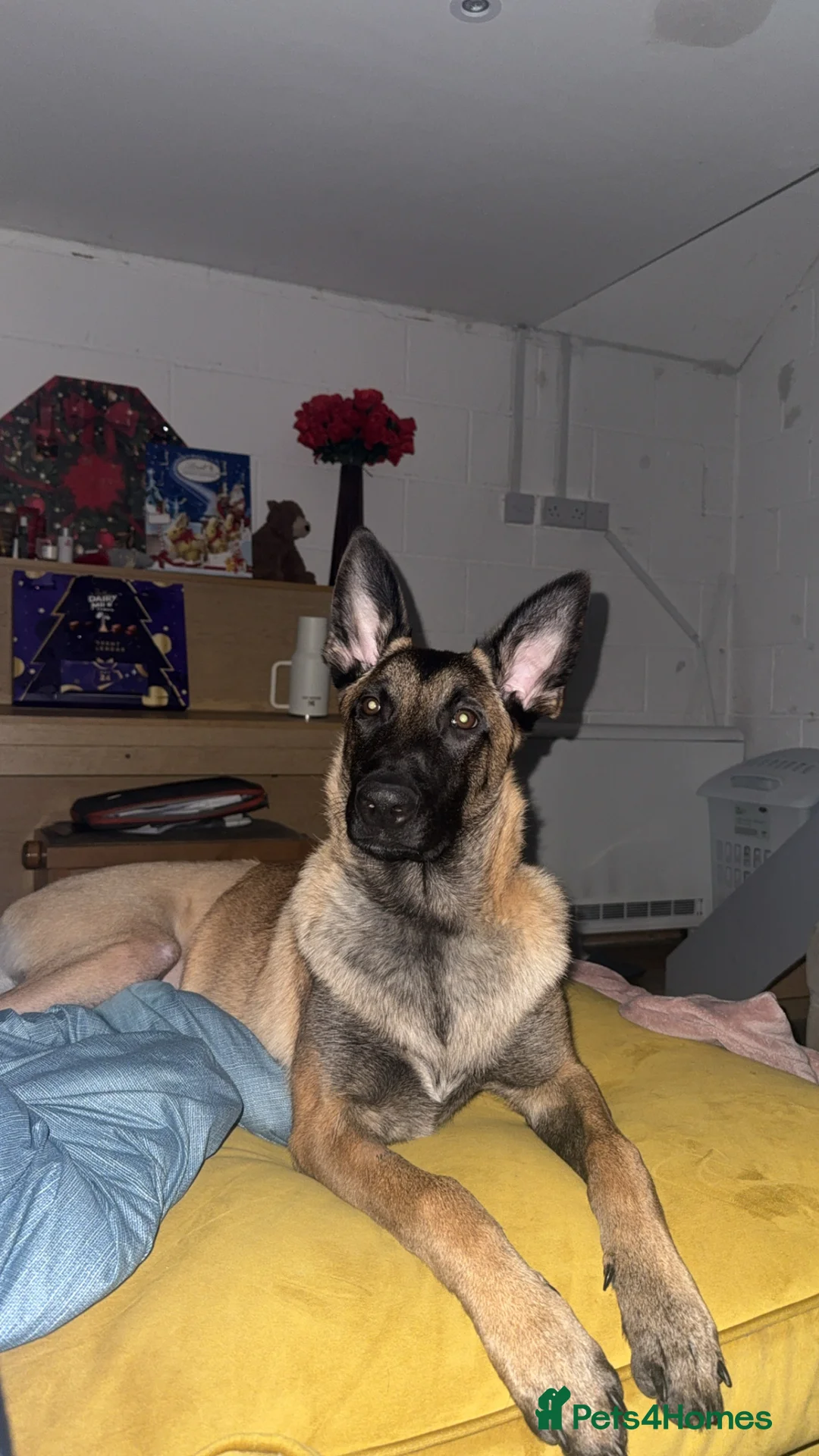 Belgian Shepherd Dog dogs for sale: ODIN - Belgian Malinois  - Advert 5
