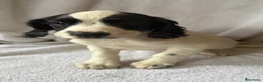 English Springer Spaniel Puppy 4