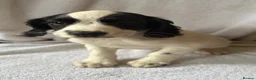 English Springer Spaniel dogs for sale: Springer Spaniel  - Advert 6