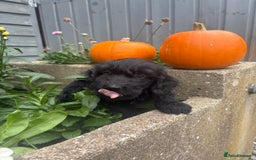 Cockapoo dogs for sale: F1 cockapoos girls  - Image 15